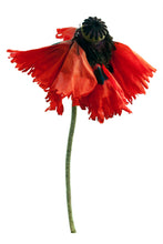 Load image into Gallery viewer, Silk Printed Jumpsuit Deconstructed Poppies x Rachel Levy